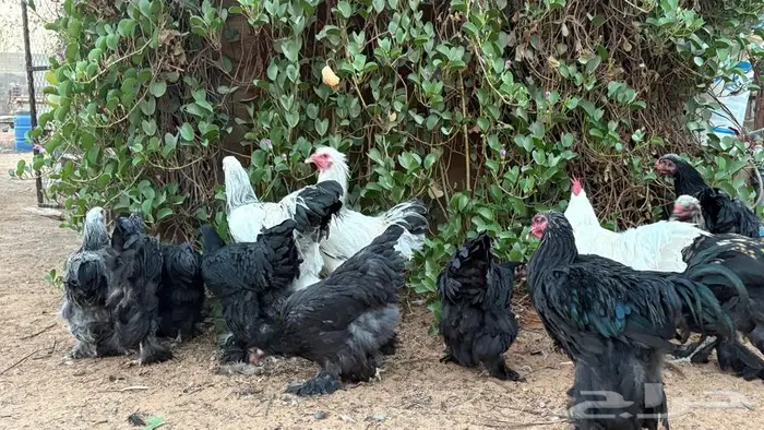 دجاج براهما 5