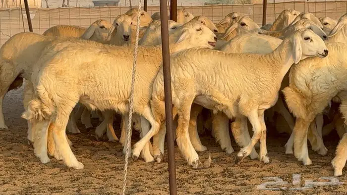 رخال دعديات 50 راس 16