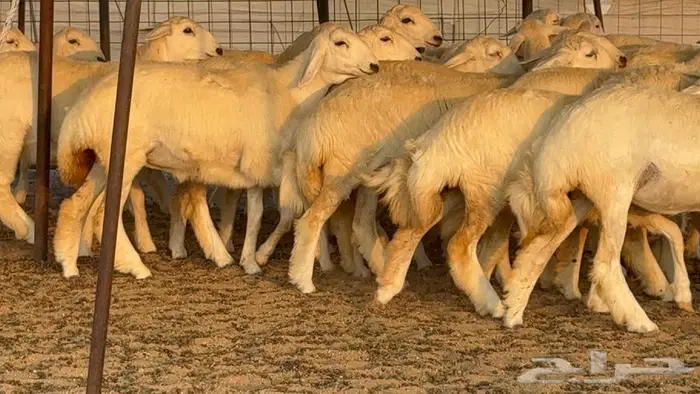 رخال دعديات 50 راس 12