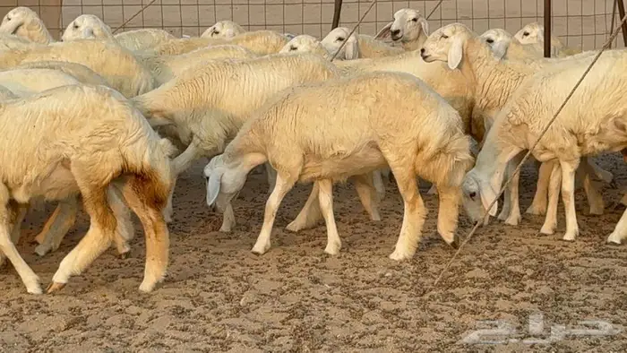 رخال دعديات 50 راس 14