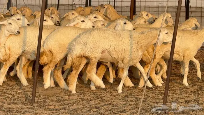 رخال دعديات 50 راس 3