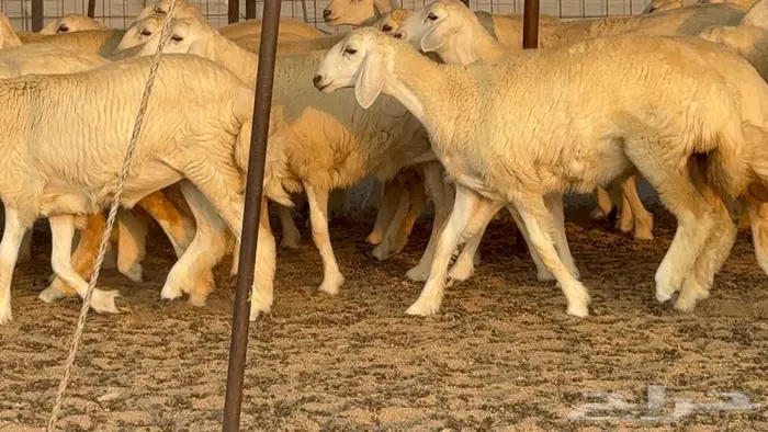 رخال دعديات 50 راس 10