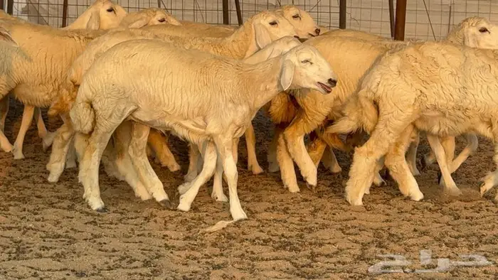 رخال دعديات 50 راس 19