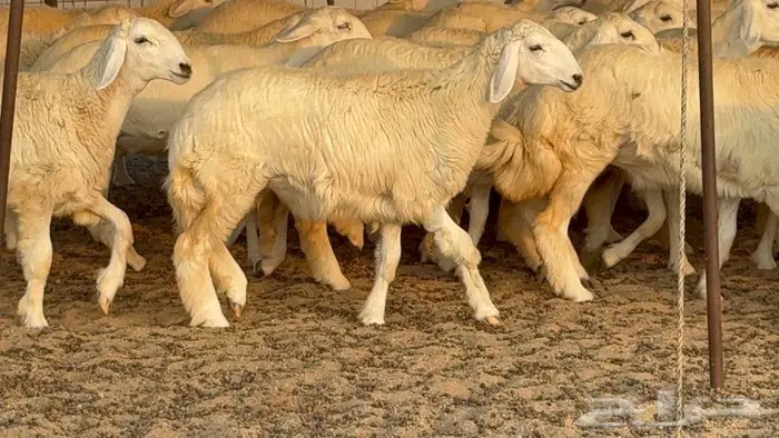 رخال دعديات 50 راس 8