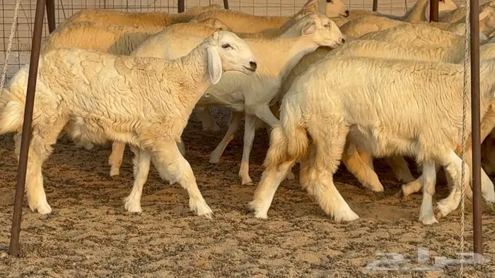 رخال دعديات 50 راس 13