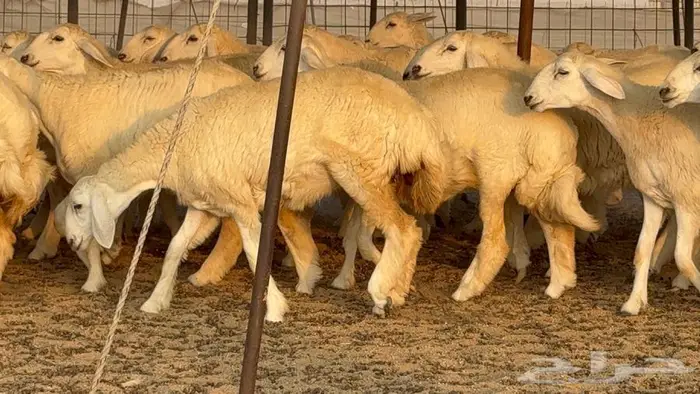 رخال دعديات 50 راس 9