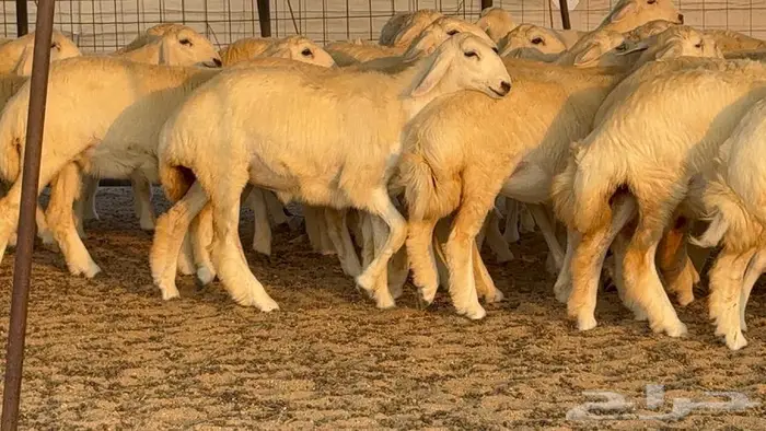 رخال دعديات 50 راس 11