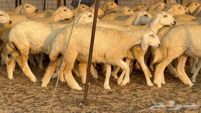 رخال دعديات 50 راس 4