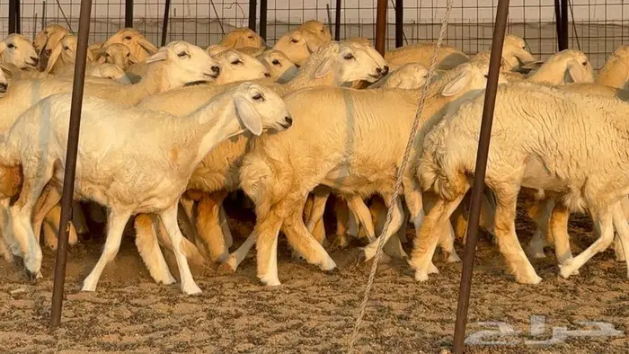 رخال دعديات 50 راس 1