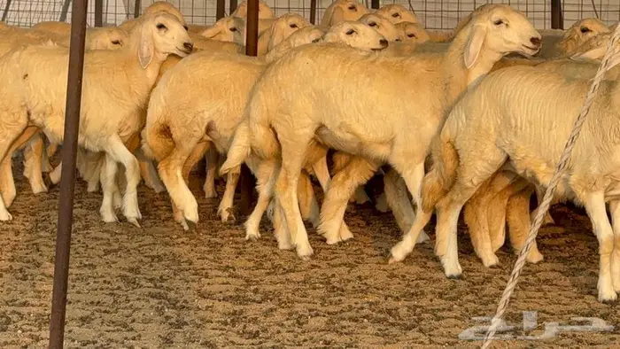 رخال دعديات 50 راس 17