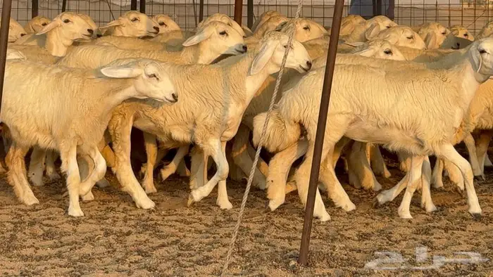 رخال دعديات 50 راس 0