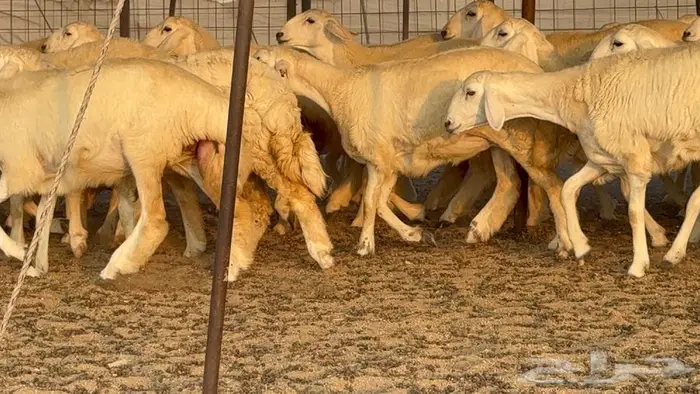 رخال دعديات 50 راس 7