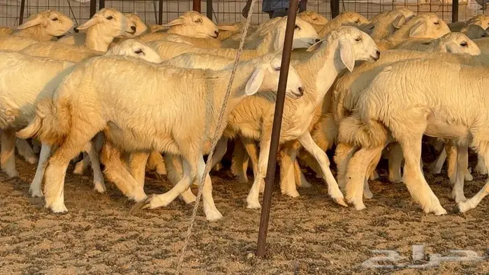 رخال دعديات 50 راس 6