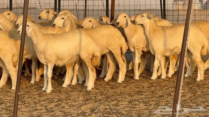 رخال دعديات 50 راس 2