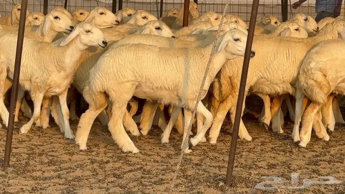 رخال دعديات 50 راس 5