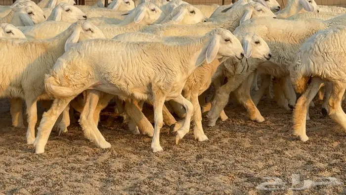 رخال دعديات 50 راس 21