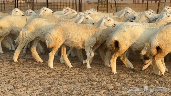 رخال دعديات 50 راس 22