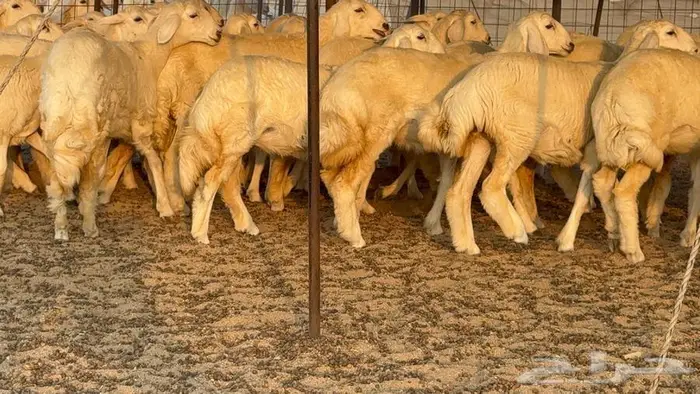 رخال دعديات 50 راس 25