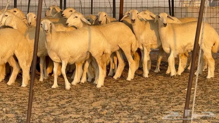 رخال دعديات 50 راس 24