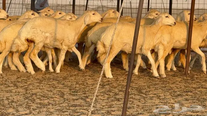 رخال دعديات 50 راس 26