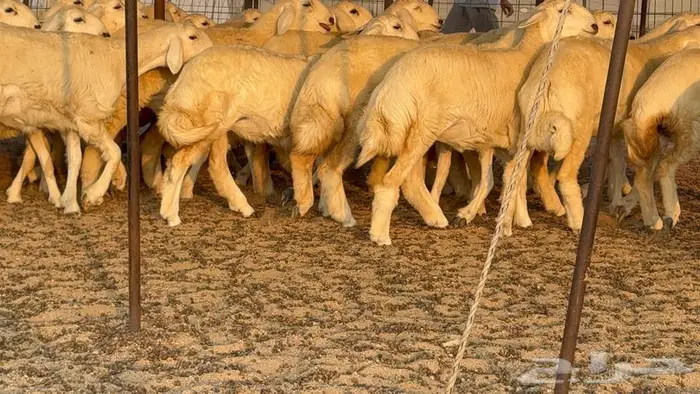 رخال دعديات 50 راس 27