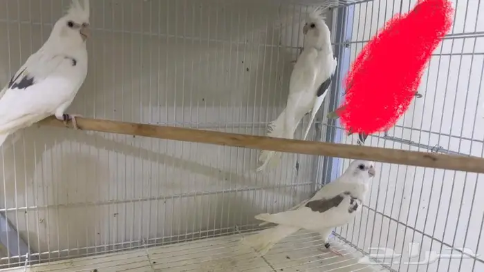 كروان بصمه هاف بايد   تم البيع 2