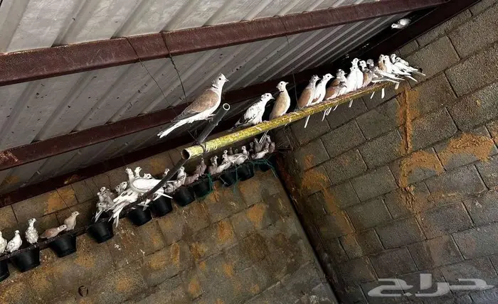 للبيع يمام يا كريم منوع 0