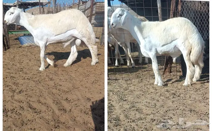 مشروع فحل حري صنف في أملج -الحد موجود 0