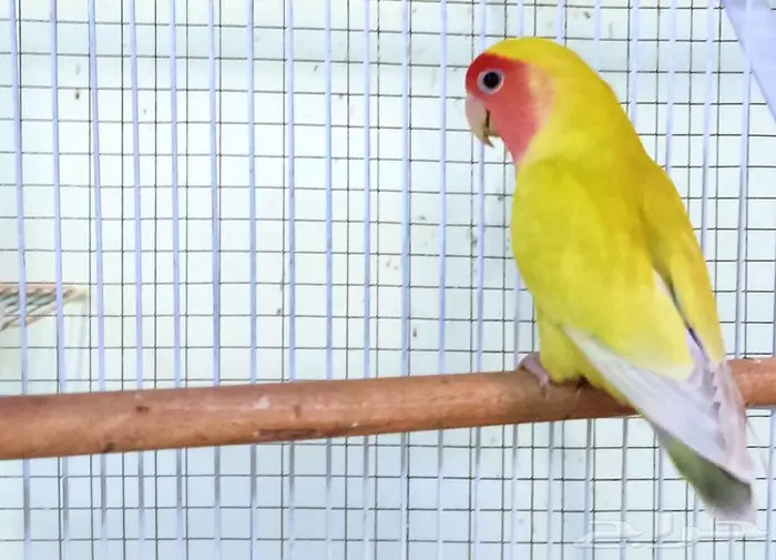 ذكر روز منتج 0