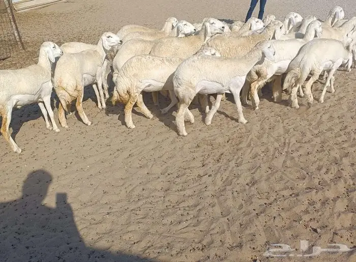 ( تم البيع) 30 رخال صنف حريه مع فحولها في أملج 1