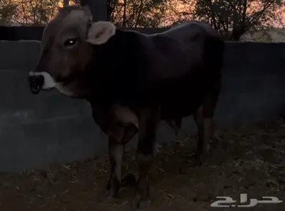 فحل براون فاخر من سلالة معروفة العمر سنتين index