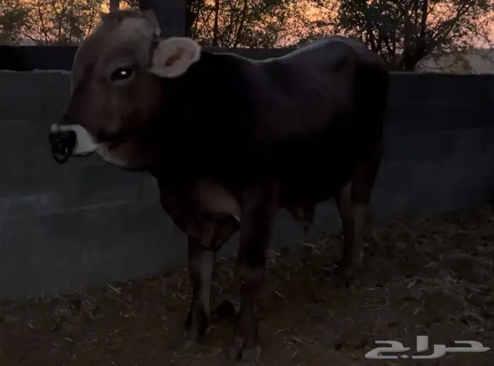 فحل براون فاخر من سلالة معروفة العمر سنتين 0