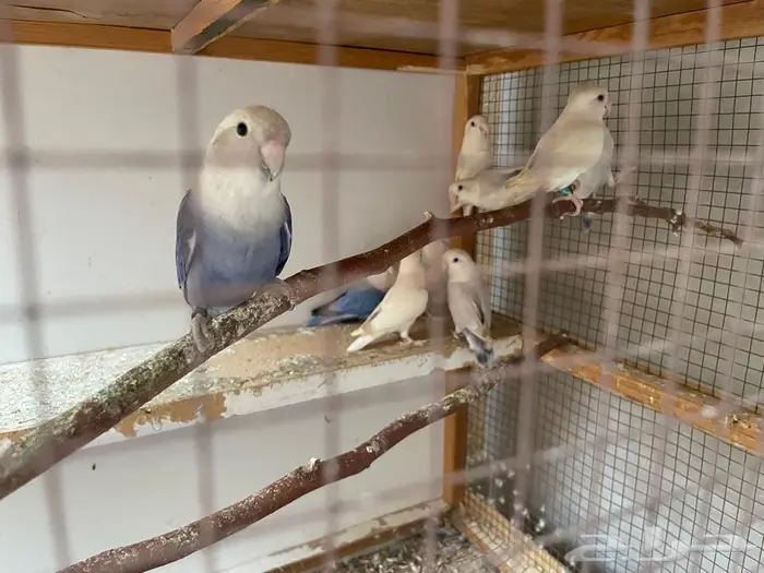 روز عدد 10 حبات مع زوج 3