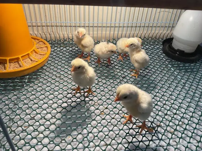 صيصان دجاج كوشامو الماني 2