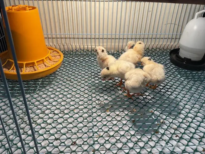 صيصان دجاج كوشامو الماني 1