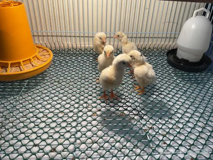 صيصان دجاج كوشامو الماني 0