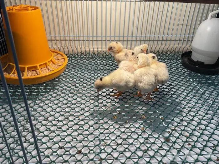 صيصان دجاج كوشامو الماني 5