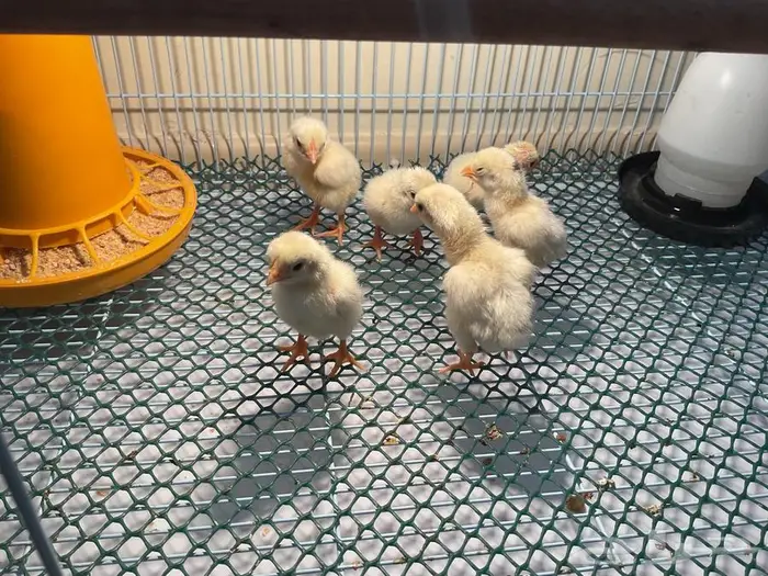 صيصان دجاج كوشامو الماني 4