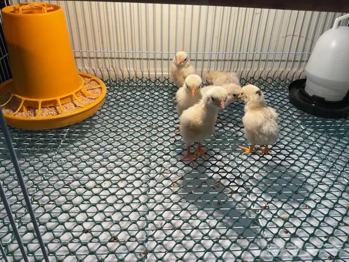 صيصان دجاج كوشامو الماني 3