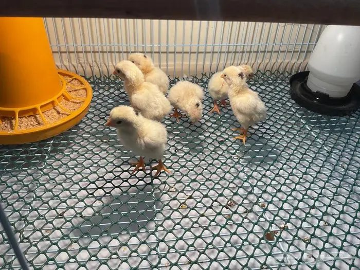 صيصان دجاج كوشامو الماني 6