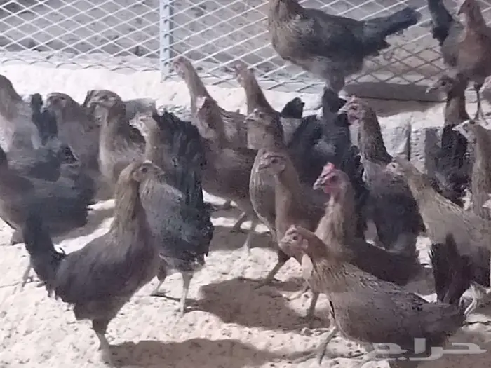 دجاج عربي فري 6