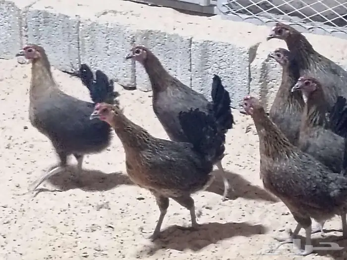 دجاج عربي فري 3