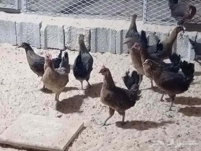 دجاج عربي فري 0