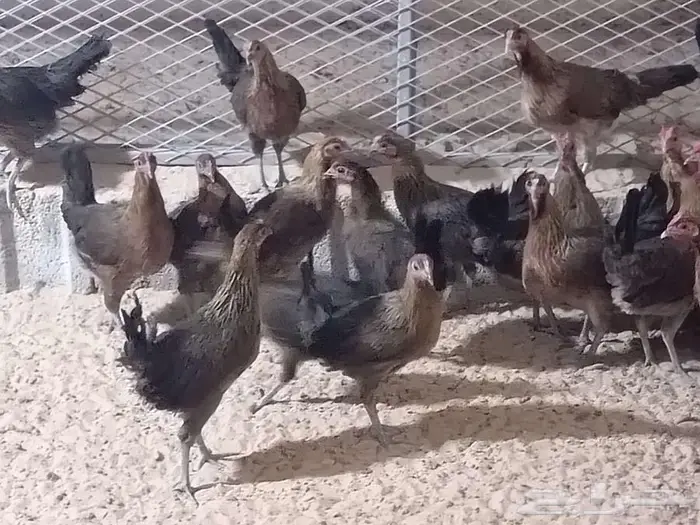 دجاج عربي فري 4