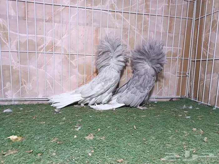 أجواز جاكوبيين لافندر 5