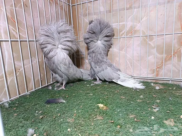 أجواز جاكوبيين لافندر 4