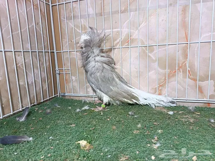 أجواز جاكوبيين لافندر 6