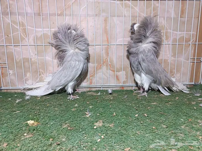 أجواز جاكوبيين لافندر 0