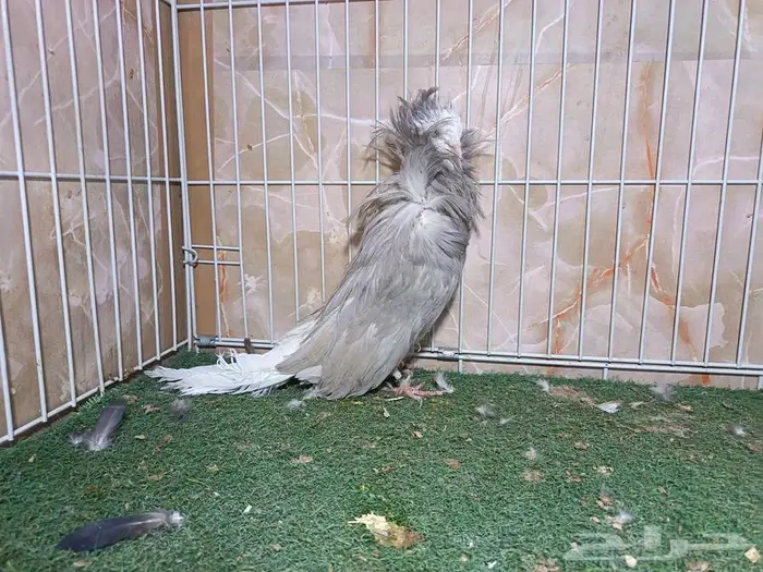 أجواز جاكوبيين لافندر 7