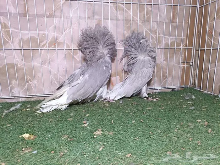 أجواز جاكوبيين لافندر 2